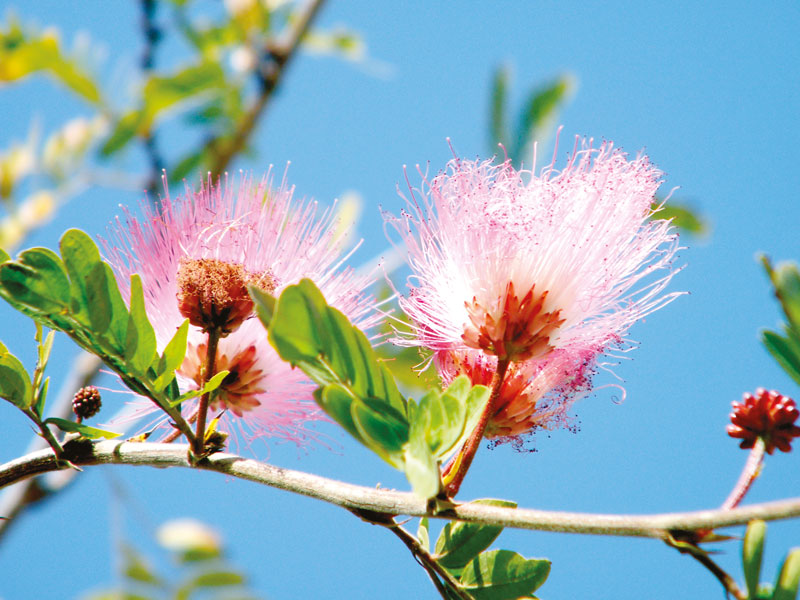 CALLIANDRA surinamensis ‘Dixie Pink’ - Vins Rouges Harmonieux pour Chaque Occasion CALLIANDRA surinamensis ‘Dixie Pink’ - Vins Rouges Harmonieux pour Chaque Occasion