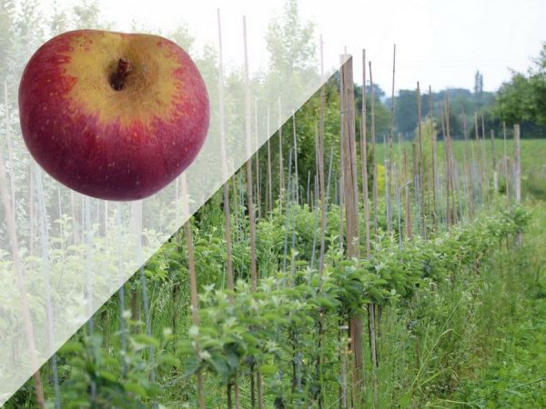 Calville rouge d’Automne – Pommier - Vins Rouges Harmonieux pour Chaque Occasion