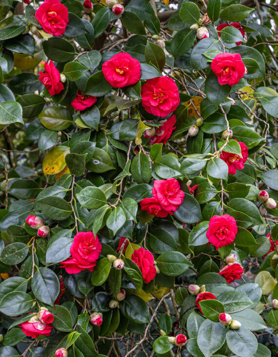 Camellia japonica rouge – Camélia du Japon - Vins Rouges Harmonieux pour Chaque Occasion Camellia japonica rouge – Camélia du Japon - Vins Rouges Harmonieux pour Chaque Occasion