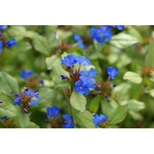CERATOSTIGMA plumbaginoides - Vins Rouges Harmonieux pour Chaque Occasion CERATOSTIGMA plumbaginoides - Vins Rouges Harmonieux pour Chaque Occasion
