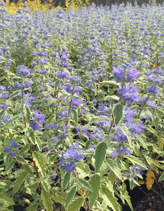 Caryopteris White Surprise – Barbe-bleue panachée - Vins Rouges Harmonieux pour Chaque Occasion Caryopteris White Surprise – Barbe-bleue panachée - Vins Rouges Harmonieux pour Chaque Occasion