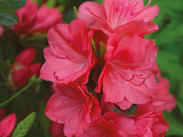 AZALEA japonica Flash Danse ® Salmon’ - Vins Rouges Harmonieux pour Chaque Occasion