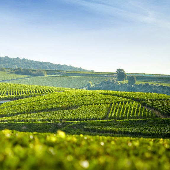 Aux 4 vents rosé-Clos Bagatelle - Vins Rouges Harmonieux pour Chaque Occasion
