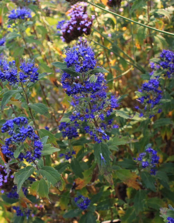 Caryopteris clandonensis Grand Bleu – Barbe bleue - Vins Rouges Harmonieux pour Chaque Occasion Caryopteris clandonensis Grand Bleu – Barbe bleue - Vins Rouges Harmonieux pour Chaque Occasion