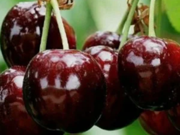 Cerisier « Belle de Mai » - Vins Rouges Harmonieux pour Chaque Occasion