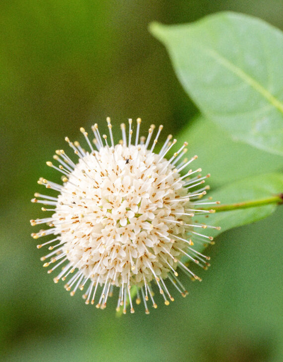 Cephalanthus occidentalis – Bois-bouton – Céphalanthe occidental - Vins Rouges Harmonieux pour Chaque Occasion Cephalanthus occidentalis – Bois-bouton – Céphalanthe occidental - Vins Rouges Harmonieux pour Chaque Occasion