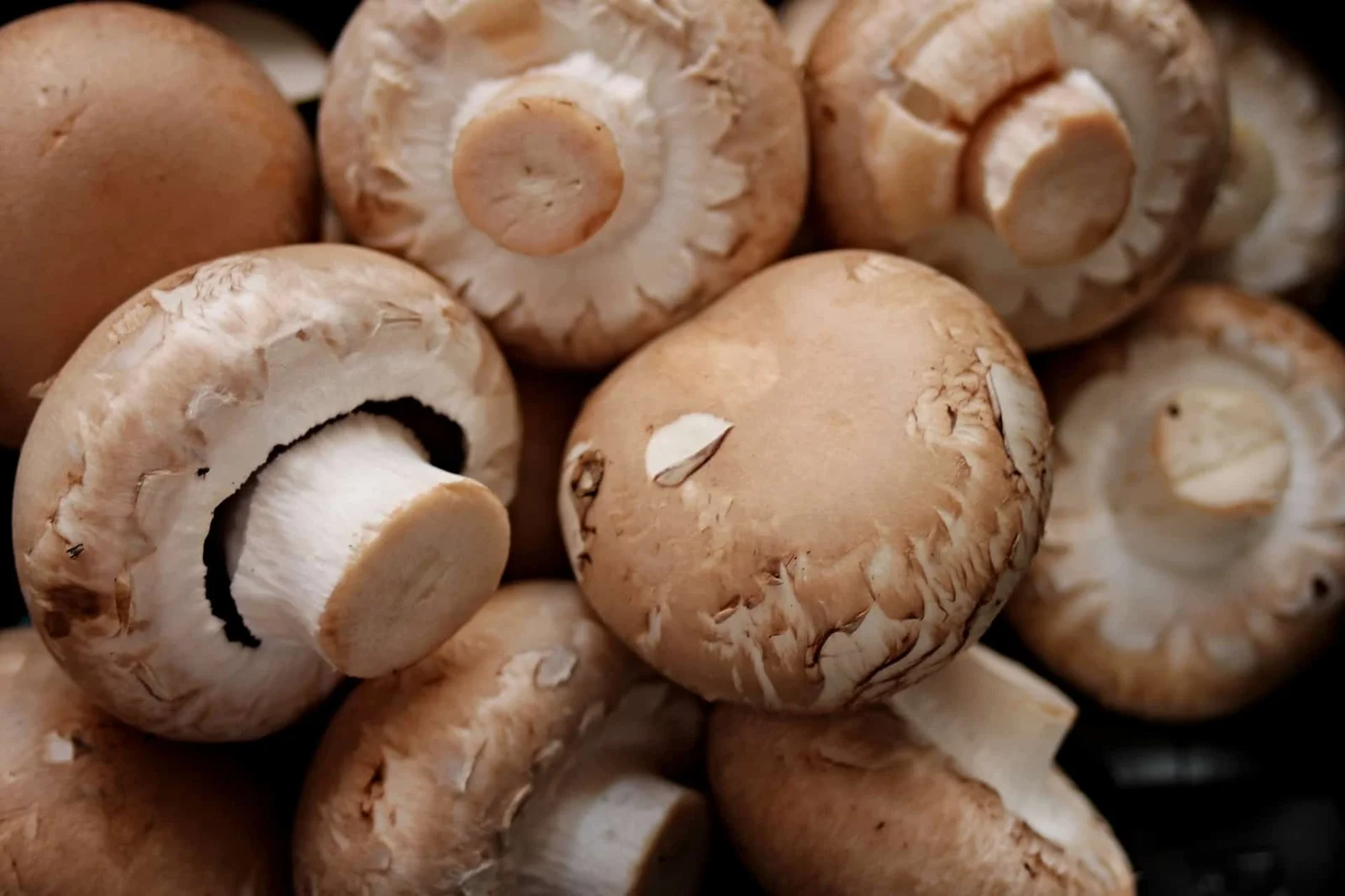 CHAMPIGNONS DE PARIS BRUN BIO - Vins Rouges Harmonieux pour Chaque Occasion CHAMPIGNONS DE PARIS BRUN BIO - Vins Rouges Harmonieux pour Chaque Occasion
