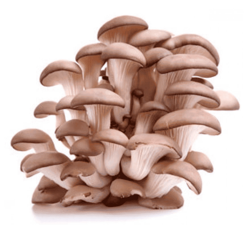 Champignons pleurotte en paquet (env. 100g) - Vins Rouges Harmonieux pour Chaque Occasion Champignons pleurotte en paquet (env. 100g) - Vins Rouges Harmonieux pour Chaque Occasion