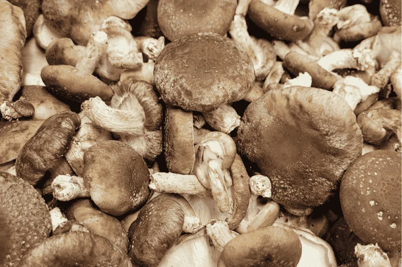 CHAMPIGNON SHIITAKE - Vins Rouges Harmonieux pour Chaque Occasion CHAMPIGNON SHIITAKE - Vins Rouges Harmonieux pour Chaque Occasion