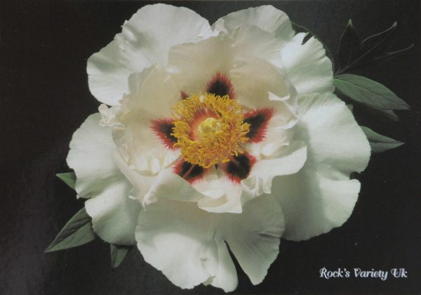 Carte Postale &lsquo;ROCK&rsquo;S VARIETY&rsquo; - Vins Rouges Harmonieux pour Chaque Occasion